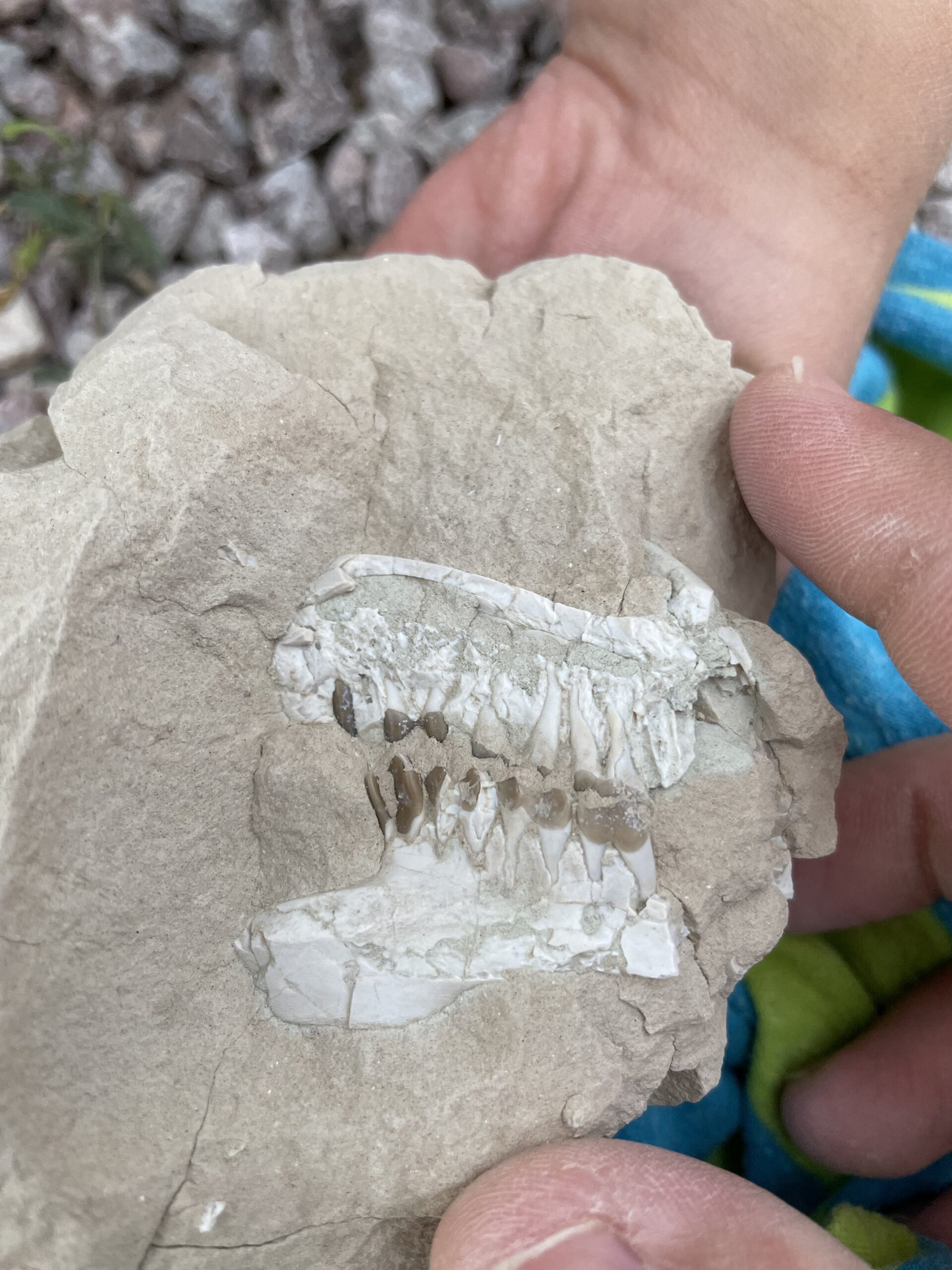 Fossil discovered during a Rocking Adventures activity